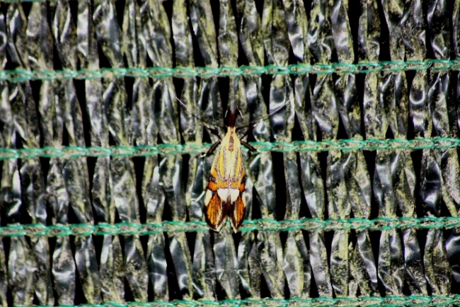 Eteroceri Parco del Ticino